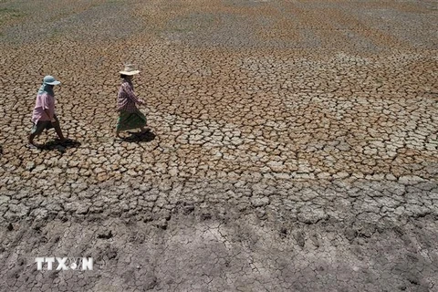 Cảnh khô hạn trên cánh đồng tại Bang Pla Ma, tỉnh Suphanburi, Thái Lan. (Nguồn: AFP/TTXVN) 