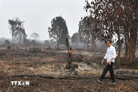 Tổng thống Indonesia Joko Widodo thị sát khu vực bị cháy rừng tàn phá tại Pekanbaru ngày 17/9/2019. (Nguồn: AFP/TTXVN) 