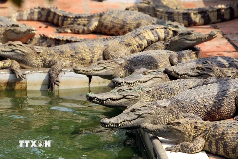 Cận cảnh trang trại cá sấu lớn nhất miền Bắc ở Hải Phòng
