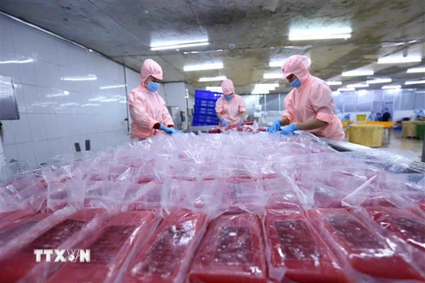 Trong 2 tháng đầu năm nay, xuất khẩu cá ngừ sang Israel đạt 6,244 triệu USD. (Ảnh: Vũ Sinh/TTXVN) 