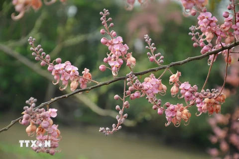 Khung cảnh hoa ô môi nhuộm hồng cả miền quê yên bình ở An Giang