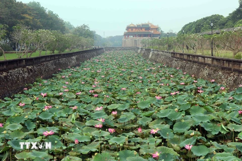 [Photo] Ngắm những bông sen dịu dàng thơm ngát ở xứ Huế