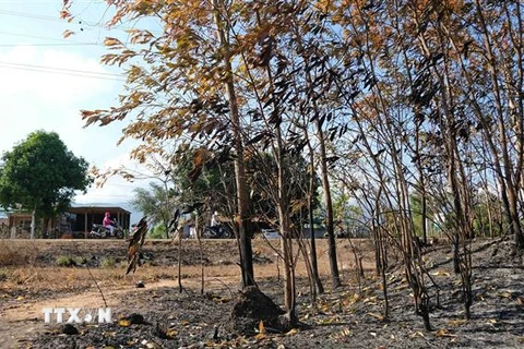 Hầu hết những cây keo lá tràm bị lửa cháy đen gốc, khô lá, rất khó có khả năng phục hồi. (Ảnh: Nguyễn Dũng/TTXVN) 