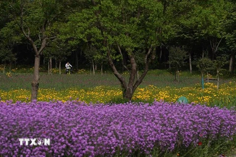 Hoa khoe sắc rực rỡ trên cánh đồng ở thành phố Tú Thiên, tỉnh Giang Tô, miền Đông Trung Quốc. (Nguồn: THX/TTXVN) 