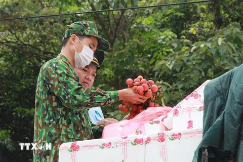 Các lực lượng chức năng tại cửa khẩu Tân Thanh kiểm tra mặt hàng vải quả tươi trước khi xuất khẩu. (Ảnh: Quang Duy/TTXVN)