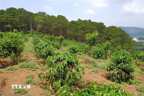 Cây càphê trồng trên diện tích lấn chiếm đất rừng tại xã Phúc Thọ (Lâm Hà, Lâm Đồng). (Ảnh: Đặng Tuấn/TTXVN) 