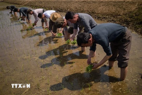 Nông dân trồng lúa trên cánh đồng ở tỉnh Chongsan-ri, Triều Tiên. (Nguồn: AFP/TTXVN) 