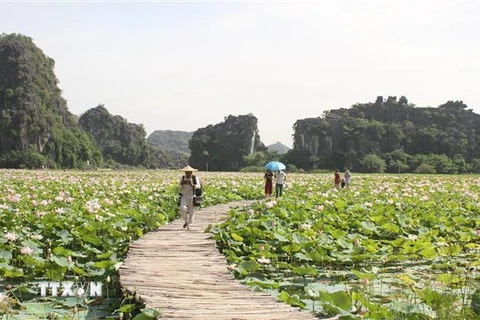 Cánh đồng sen Nhật tại huyện Hoa Lư, tỉnh Ninh Bình phục vụ du khách đến tham quan. (Ảnh: Thùy Dung/TTXVN) 