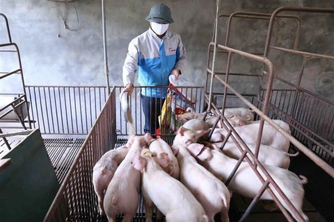 [Video] Tăng nhập thịt lợn, lợn sống để giảm giá trong nước