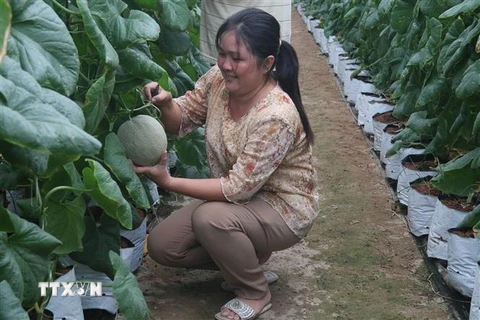 Trồng dưa lưới trong nhà màng ở huyện Gò Công Tây. (Ảnh: Minh Trí/TTXVN) 