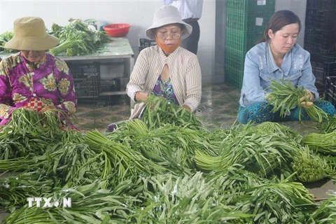 Sơ chế rau an toàn trước khi xuất bán ở Hợp tác xã nông nghiệp Phú Quới (xã Yên Luông, huyện Gò Công Tây). (Ảnh: Minh Trí/TTXVN) 