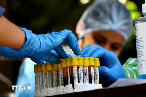 Nhân viên y tế sắp xếp mẫu máu để xét nghiệm COVID-19 tại New Delhi, Ấn Độ, ngày 6/8/2020. (Nguồn: THX/TTXVN) 