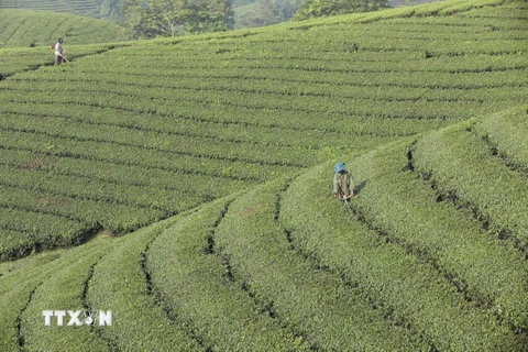 [Photo] Người dân Long Cốc thoát nghèo từ nghề trồng chè