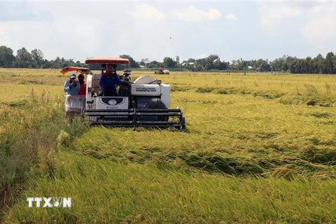 Nông dân xã Mỹ Hiệp Sơn, huyện Hòn Đất (Kiên Giang), thu hoạch lúa Hè Thu. (Ảnh: Lê Huy Hải/TTXVN) 