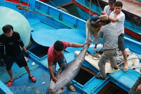 Ngư dân phân loại cá ngừ đại dương khi tàu vừa cập cảng Hòn Rớ (thành phố Nha Trang, Khánh Hòa). (Ảnh: Nguyễn Dũng/TTXVN) 