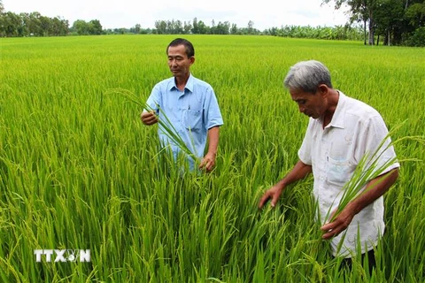 Lãnh đạo hợp tác xã Tân Long kiểm tra cánh đồng lúa sạch Thu Đông 2020. (Ảnh: Hồng Thái/TTXVN) 