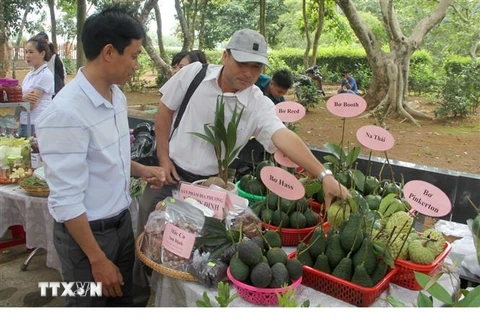 Du khách chọn lựa các trái cây địa phương khi tham quan tuyến du lịch cao nguyên Vân Hòa. (Nguồn: TTXVN phát) 