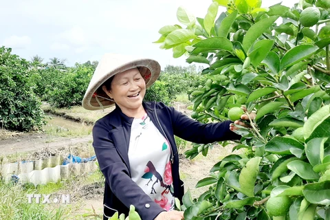 [Photo] Người phụ nữ đầu tiên trồng, bán chanh không hạt tại Việt Nam