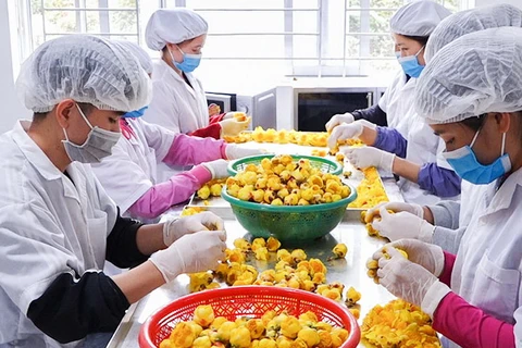 Chế biến sản phẩm trà hoa vàng ở huyện Ba Chẽ, Quảng Ninh. (Nguồn: Báo Quảng Ninh) 