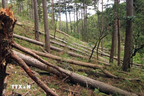 Hình ảnh rừng phòng hộ đầu nguồn tại Lâm Đồng bị 'xà xẻo'
