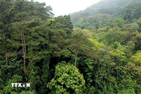 Cánh rừng thông ở Vườn quốc gia Tam Đảo. (Ảnh: Hoàng Hùng/TTXVN) 