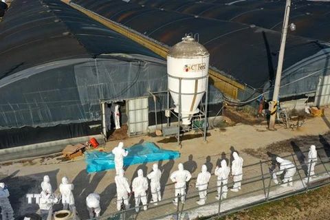 Nhân viên kiểm dịch tiến hành tiêu hủy gia cầm tại một ổ dịch ở trang trại thuộc Naju, tỉnh Nam Jeolla, Hàn Quốc ngày 8/12/2020. (Nguồn: Yonhap/TTXVN) 