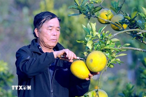 Cựu chiến binh Nguyễn Văn Dũng thu hoạch bưởi. (Ảnh: Quang Quyết/TTXVN) 