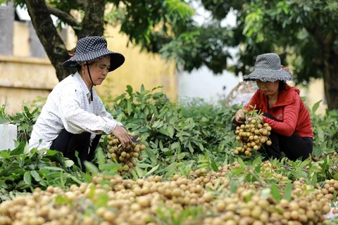 Thu hoạch nhãn tại hộ nông dân Nguyễn Thị Thương, thành viên Hợp tác xã nhãn lồng Miền Thiết ở xã Hàm Tử, huyện Khoái Châu, tỉnh Hưng Yên. (Ảnh: Vũ Sinh/TTXVN) 