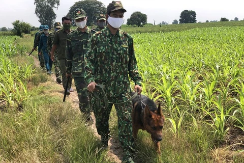 Tuần tra kiểm soát biên giới trên địa bàn huyện An Phú, tỉnh An Giang. (Nguồn: Báo Thanh niên) 