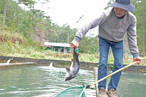 Gần đây, báo chí phản ánh tình trạng buông lỏng quản lý, có dấu hiệu tiếp tay cho việc nhập khẩu cá tầm từ Trung Quốc vào Việt Nam khiến người nuôi trong nước lao đao. (Ảnh: Nguyễn Dũng/TTXVN) 