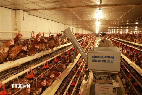 Một trang trại nuôi gà đẻ trứng và gà thịt ở Bắc Giang. Mỗi tháng thu nhập gần 1 tỷ đồng, tạo việc làm cho 10 lao động tại địa phương. (Ảnh: Vũ Sinh/TTXVN) 