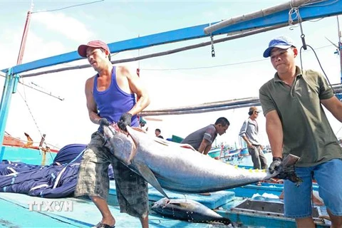 Ngư dân Khánh Hòa khai thác cá ngừ đại dương-xuất khẩu cá ngừ sang EU tăng trưởng ấn tượng sau khi hiệp định EVFTA có hiệu lực. (Nguồn: TTXVN) 