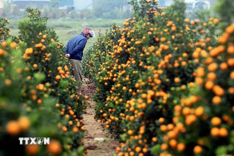 [Photo] Xã trồng quất Đông Hòa ở Thái Bình nhộn nhịp vào vụ Tết