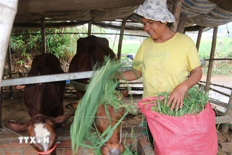 Gia đình bà Thạch Thị Sô Kha, xã Long Sơn, huyện Cầu Ngang, tỉnh Trà Vinh vừa thoát nghèo năm 2020 nhờ nguồn vốn vay ưu đãi để trồng ớt và nuôi bò. (Ảnh: Thanh Hòa/TTXVN) 