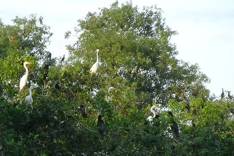 Vườn chim Tư Sự. (Nguồn: camau.gov.vn) 