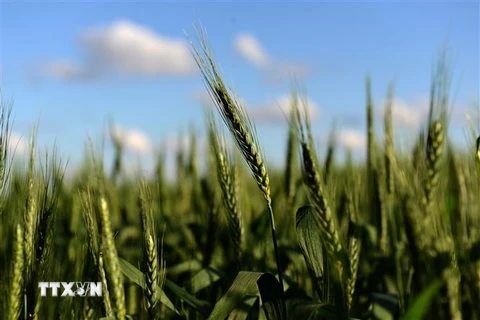Lúa mì được trồng trên cánh đồng ở Ramallo, Buenos Aires, Argentina. Ảnh: AFP/ TTXVN