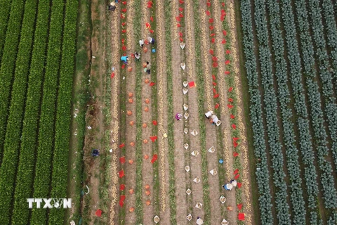 Ngắm cánh đồng chuyên canh rau an toàn của nông dân huyện Mê Linh