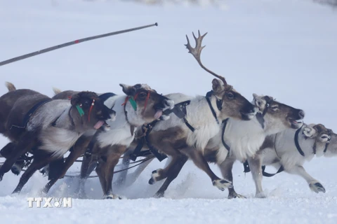 [Photo] Đua hươu kéo xe trượt tuyết - môn thể thao độc đáo ở nước Nga