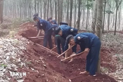 Các chiến sỹ Đội K72 đang đào tìm và cất bốc các phần mộ liệt sỹ tại khu vực Nông trường 1 - Công ty cao su Lộc Ninh, thuộc địa bàn ấp Măng Cải, xã Lộc Thiện, huyện Lộc Ninh, tỉnh Bình Phước. (Nguồn: TTXVN phát) 