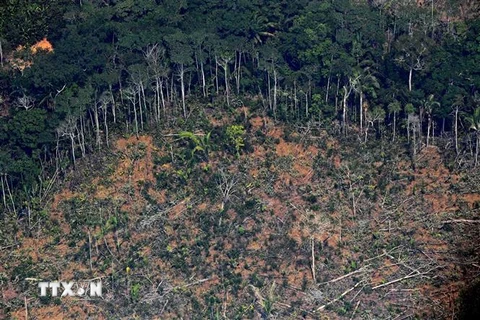 Một khoảng rừng Amazon ở bang Rondonia, miền Bắc Brazil bị tàn phá, ngày 23/8/2019. (Nguồn: AFP/TTXVN) 