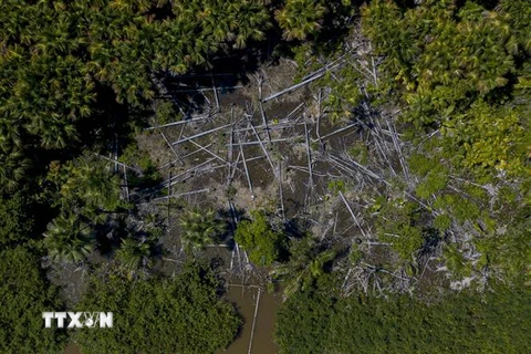 Một khoảng rừng bị tàn phá tại Melgaco, bang Para, Brazil ngày 30/7/2020. (Nguồn: AFP/TTXVN) 