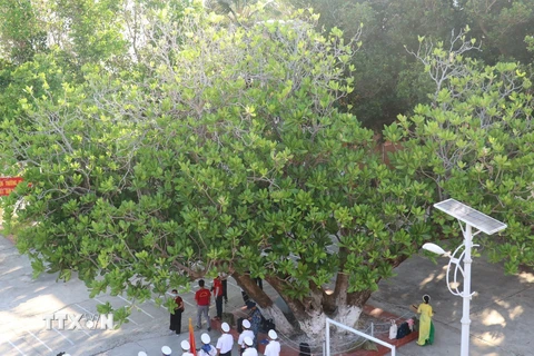 [Photo] Cây di sản - cột mốc chủ quyền trên quần đảo Trường Sa