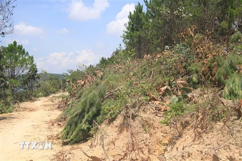 Hàng chục cây thông 3 lá thuộc nhóm 4 bị chặt hạ sát gốc. (Ảnh: Đặng Tuấn/TTXVN) 