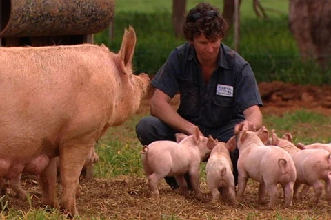 Hiện Rivalea cung cấp khoảng 26% lượng thịt lợn đã qua chế biến tại thị trường Australia. (Nguồn: ABC) 