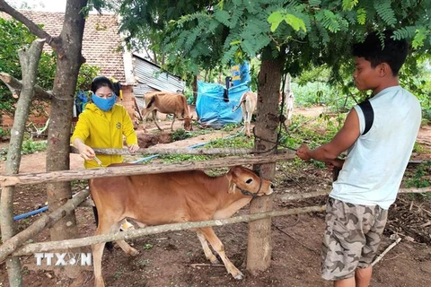 Cán bộ thú y thành phố Kon Tum tiêm thuốc kháng sinh cho cá thể bò nhiễm bệnh. (Ảnh: Dư Toán/TTXVN) 