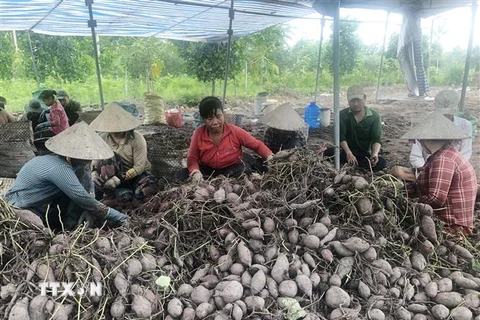 Bà con nông dân xã Phú Long, huyện Châu Thành, thu hoạch khoai lang. (Ảnh: Nguyễn Văn Trí/TTXVN) 