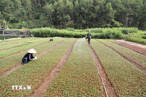 Công ty Trách nhiệm hữu hạn Một thành viên Lâm nghiệp Bắc Kạn, xã Thanh Thịnh, huyện Chợ Mới, tỉnh Bắc Kạn mỗi năm sản xuất khoảng hơn 3 triệu cây giống lâm nghiệp phục vụ trồng rừng. (Ảnh: Vũ Sinh/TTXVN)