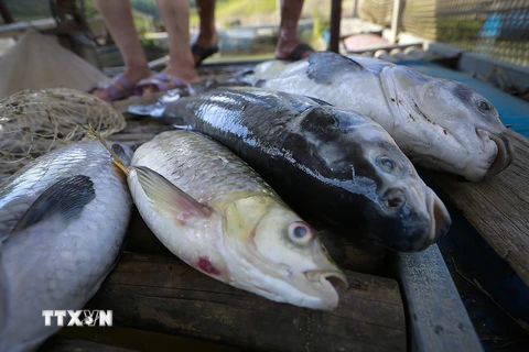 [Photo] Hòa Bình: 30 tấn cá lồng chết do sặc bùn nước sông Đà