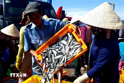 Sơ chế cá trước khi đưa đi tiêu thụ tại bến cá Mỹ Tân (huyện Ninh Hải, Ninh Thuận). (Ảnh: Nguyễn Thành/TTXVN) 