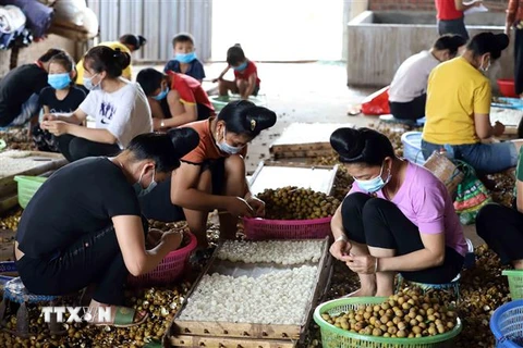 Lao động nữ chế biến long nhãn tại huyện Sông Mã, tỉnh Sơn La. (Ảnh: Quang Quyết/TTXVN) 